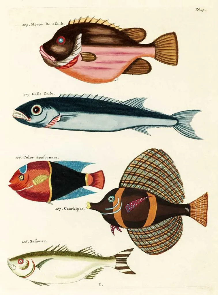 Louis Renard Tropical Fish
