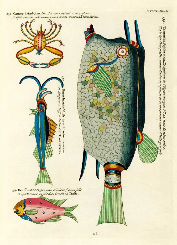 Antique fish drawings