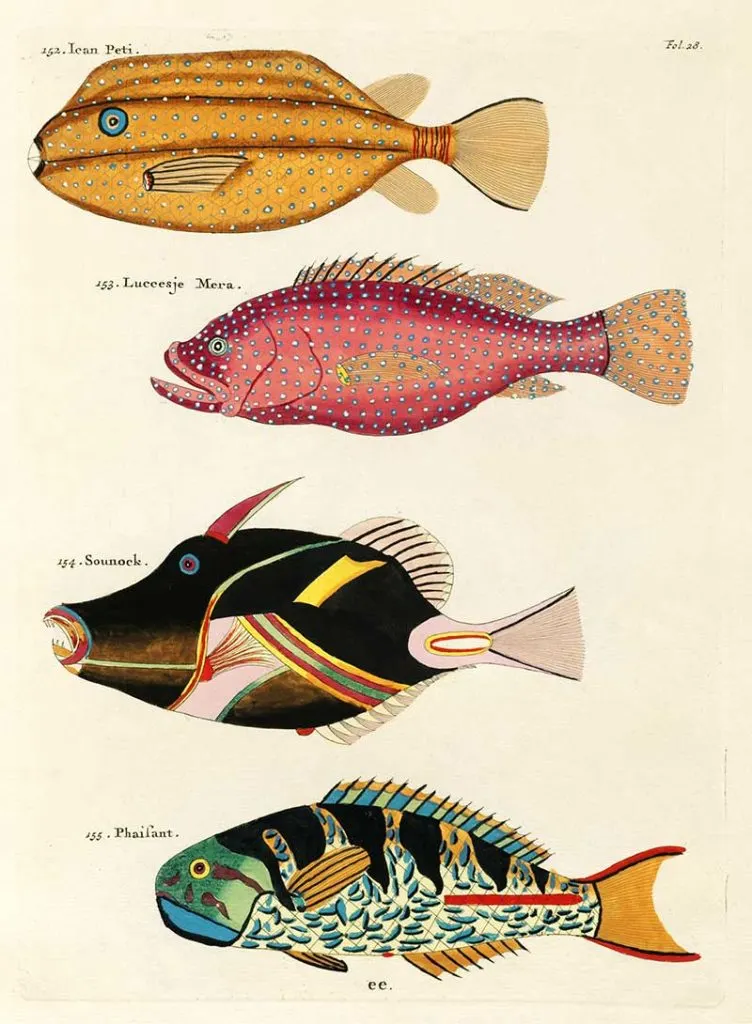 Louis Renard Fish Plates