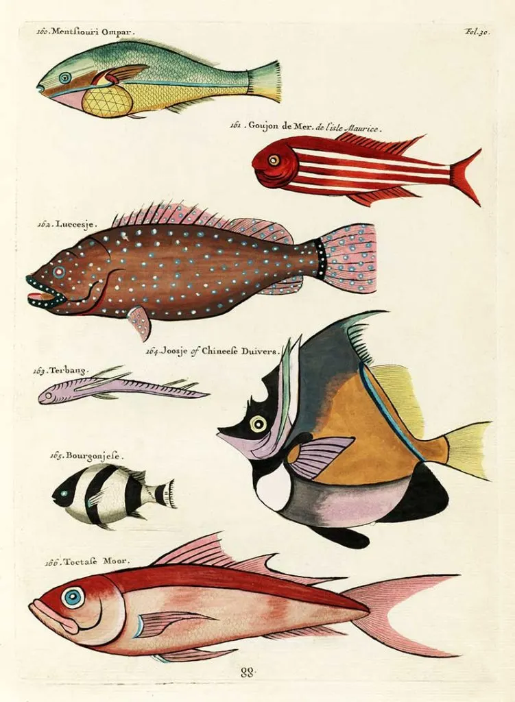 Antique fish Louis Renard 160-166