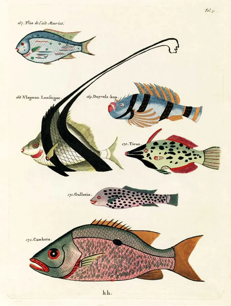 Fish painintgs 167-172_Louis_Renard