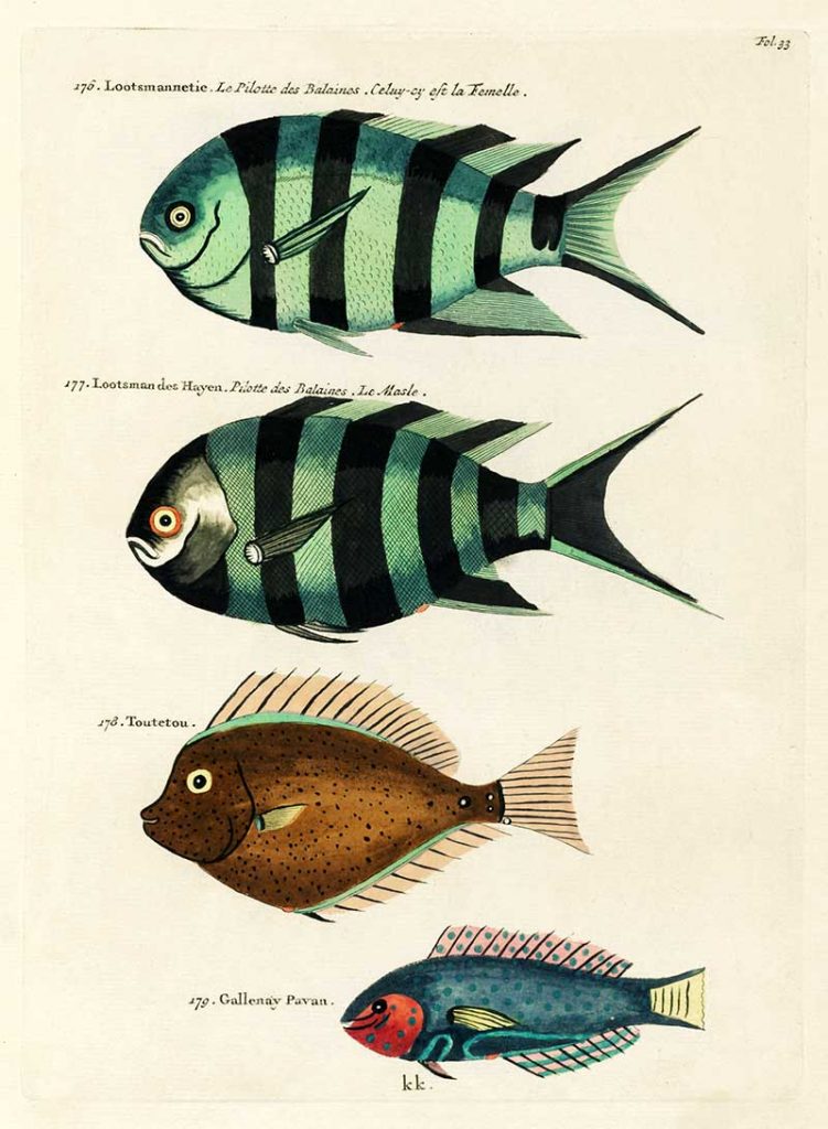 Antique Louis Renard Fish 176-179