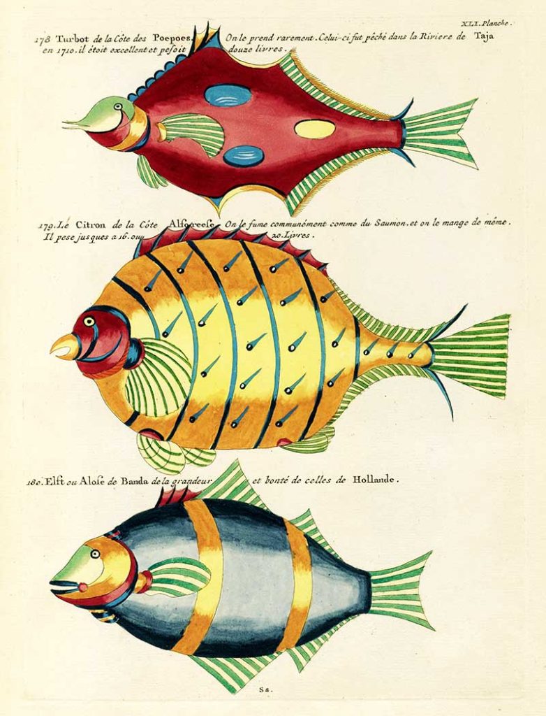 Colourful and surreal illustrations of fishes found in Moluccas
