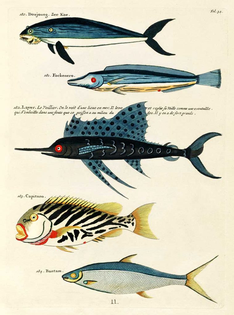 vintage fish prints