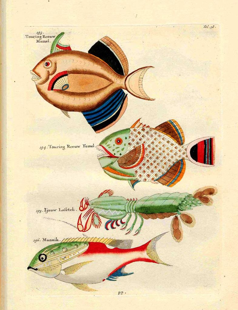 Fish 193-196