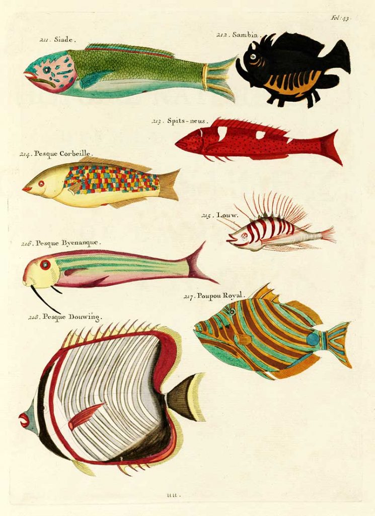 Colourful and surreal illustrations of fishes found in Moluccas