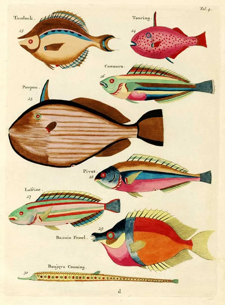 Fish prints 23-30