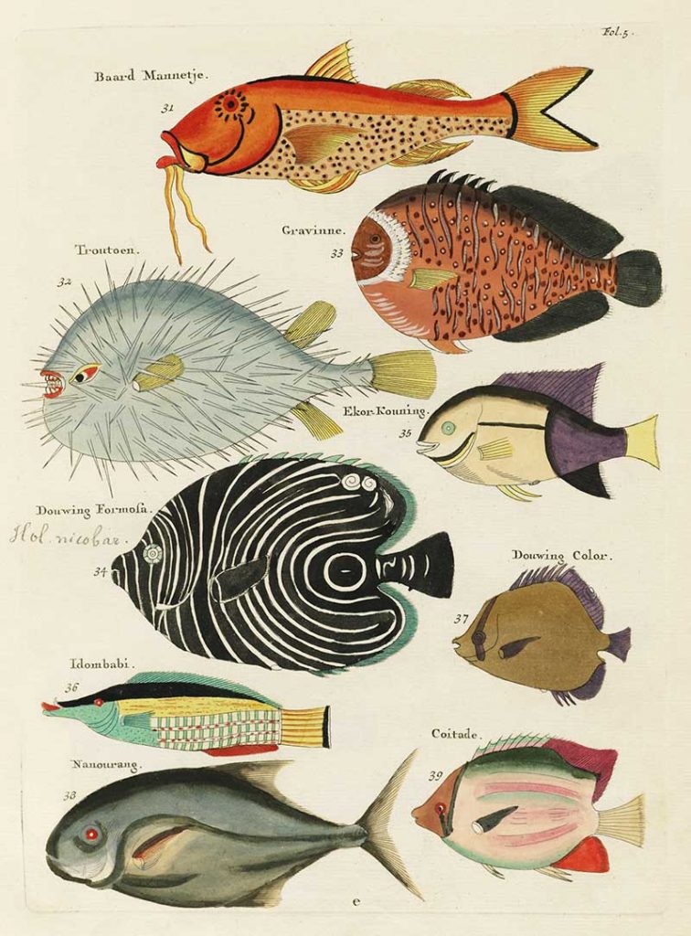 Free antique fish prints to download