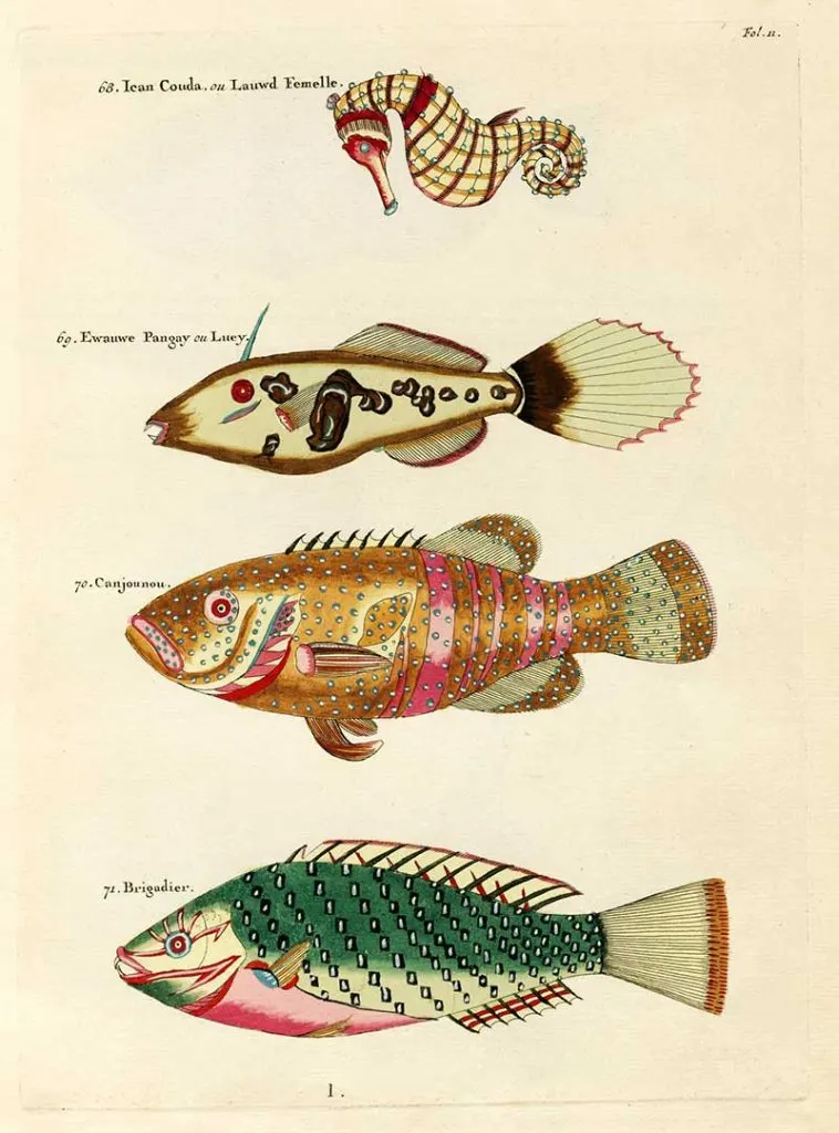 Tropical fish illustrations