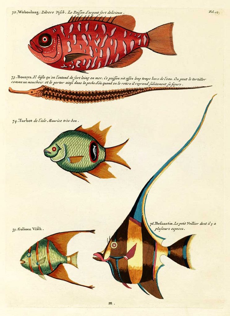 Louis Renard fantastical fish