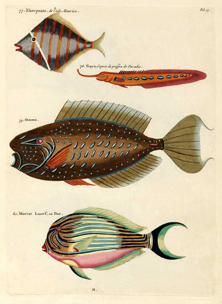 Louis Renard antique fish prints 77-80