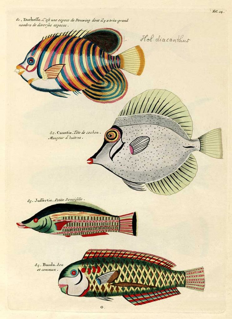 Antique fish prints 81-84