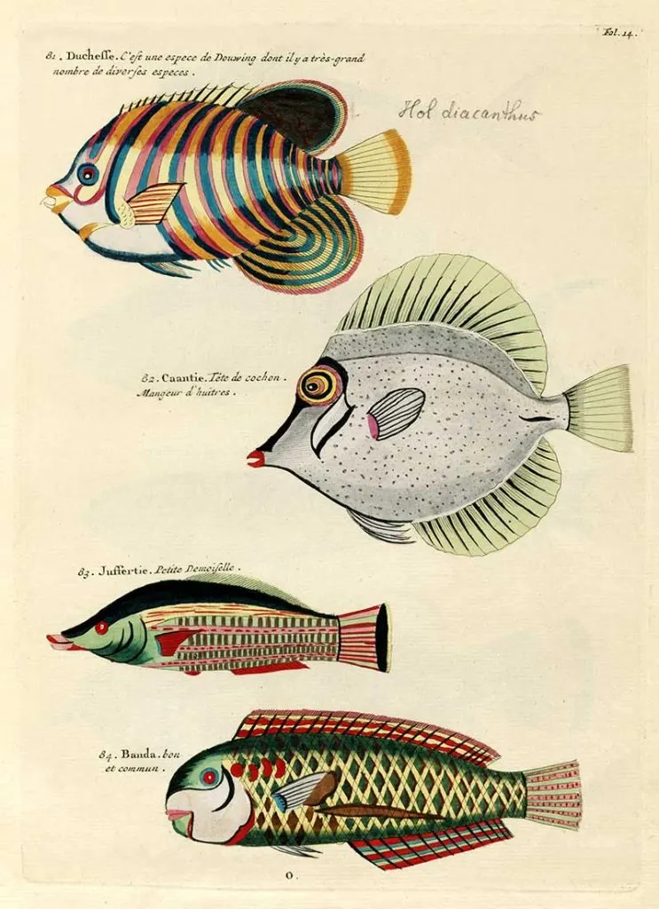 Antique fish prints 81-84