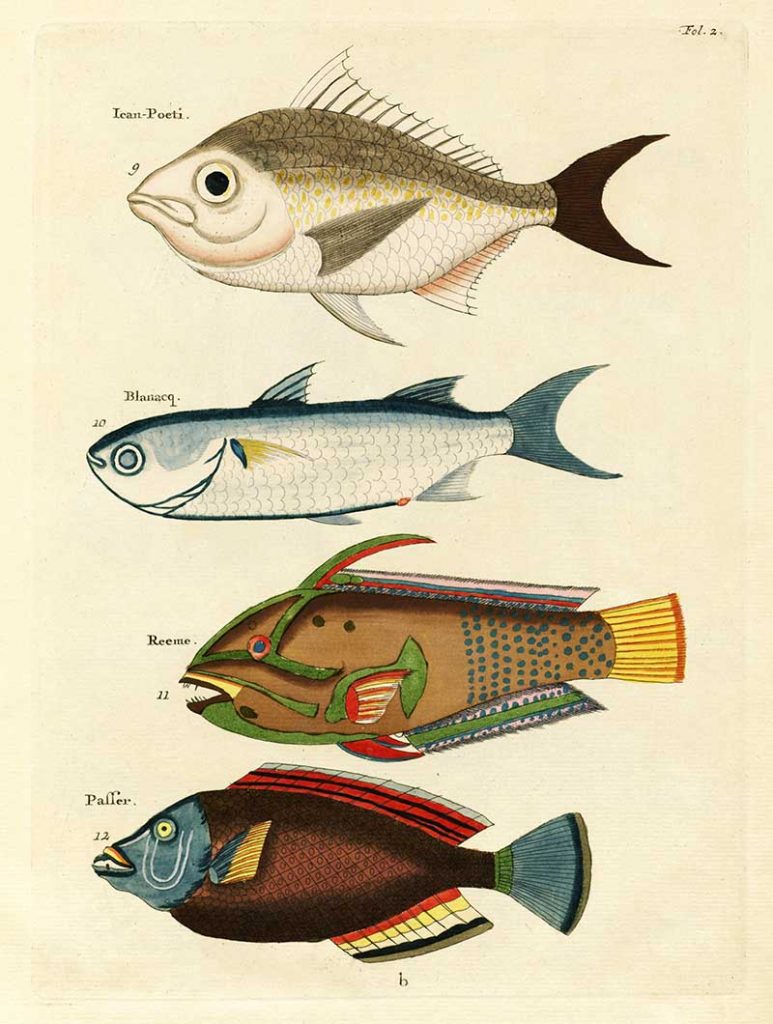 Antique fish drawings 9-12