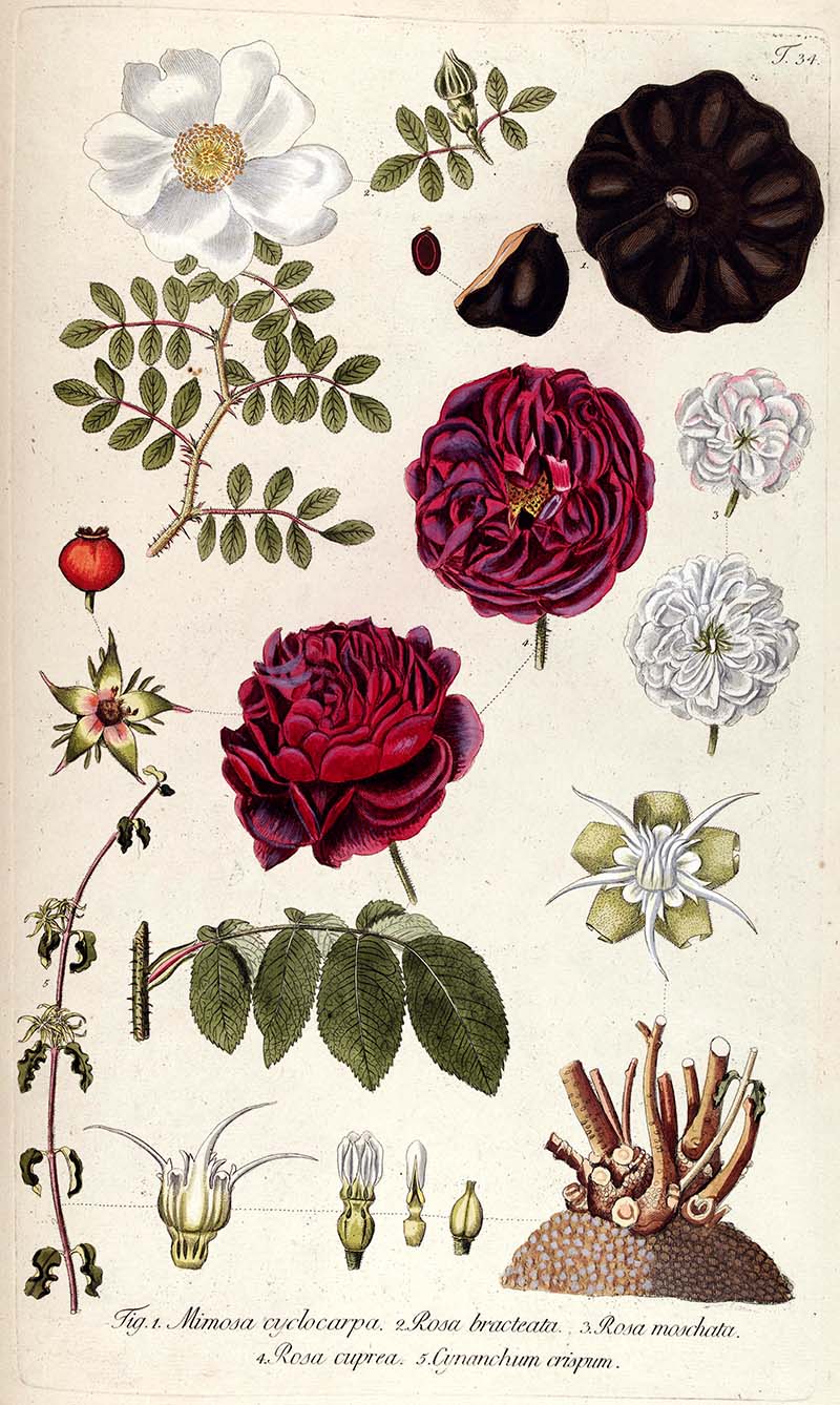 Botanical illustration of the fragments of a rose plant.