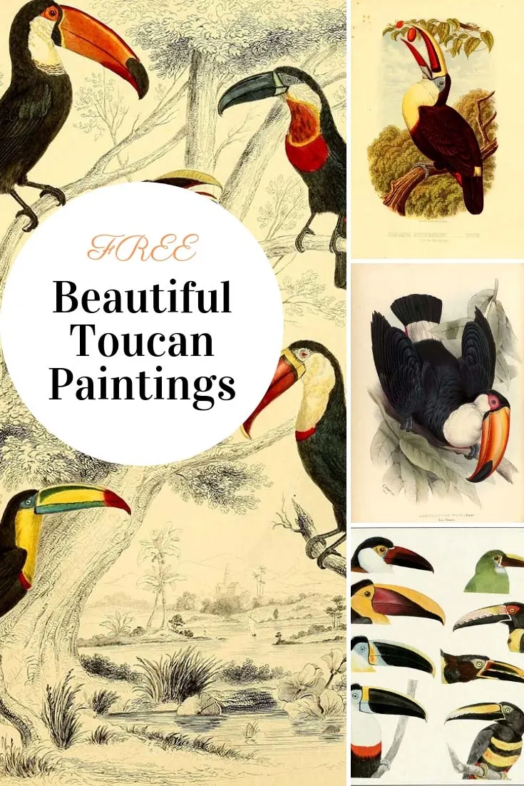 Toucans are a very unusual and distinctive looking tropical bird.  Here is a collection of fabulous and colorful Toucan paintings.  Copyright free. #toucans