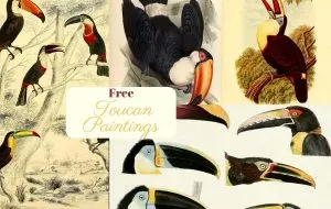 Toucan Paintings copyright free