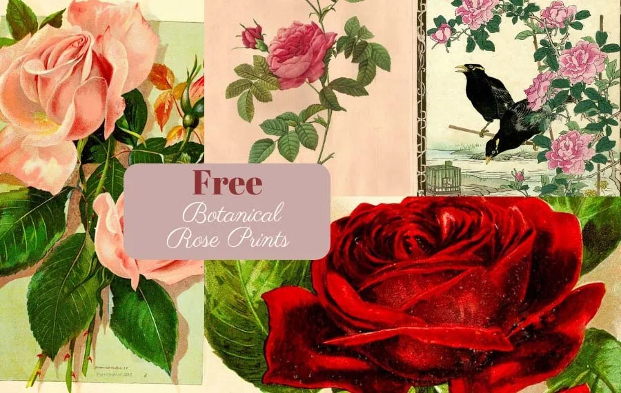 Free botanical rose prints to download