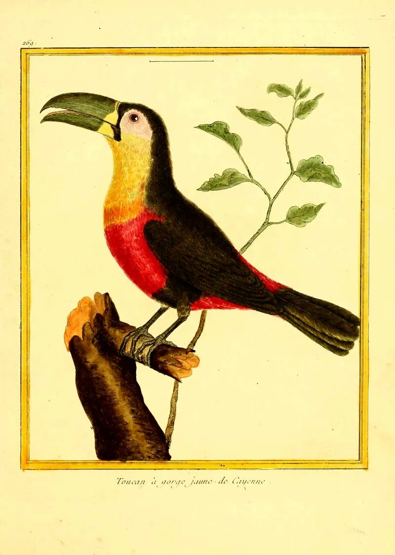 Green billed toucan illustration 