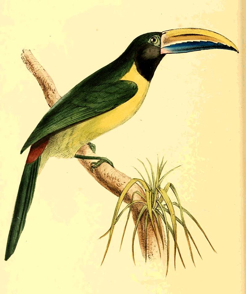 Green aracari toucan on a branch