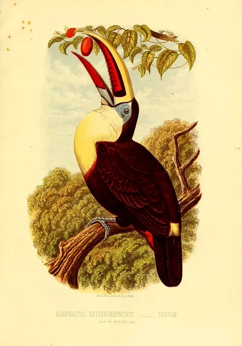Red billed toucan painting