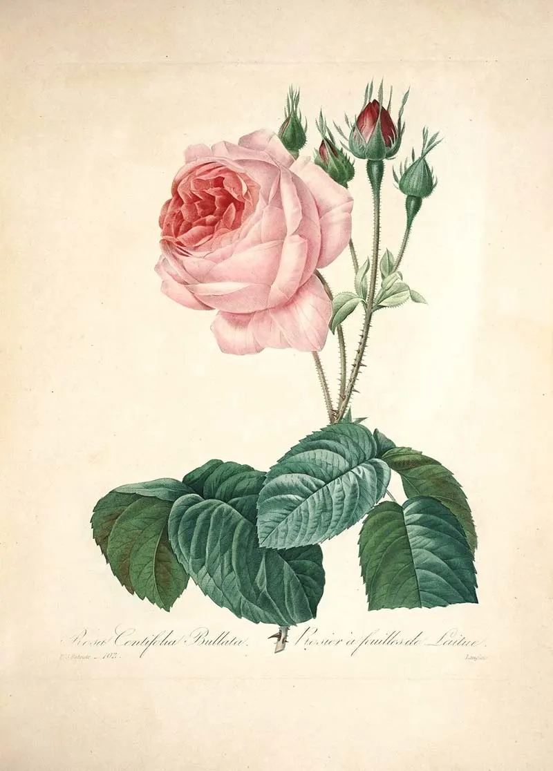 Free beautiful botanical rose prints to download including this cabbage rose.