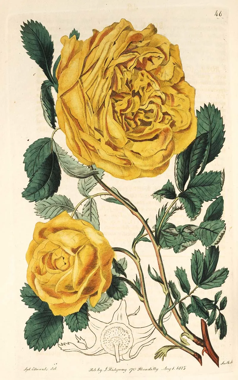 Sulphur Rose one of many beautiful botanical rose prints free to download.
