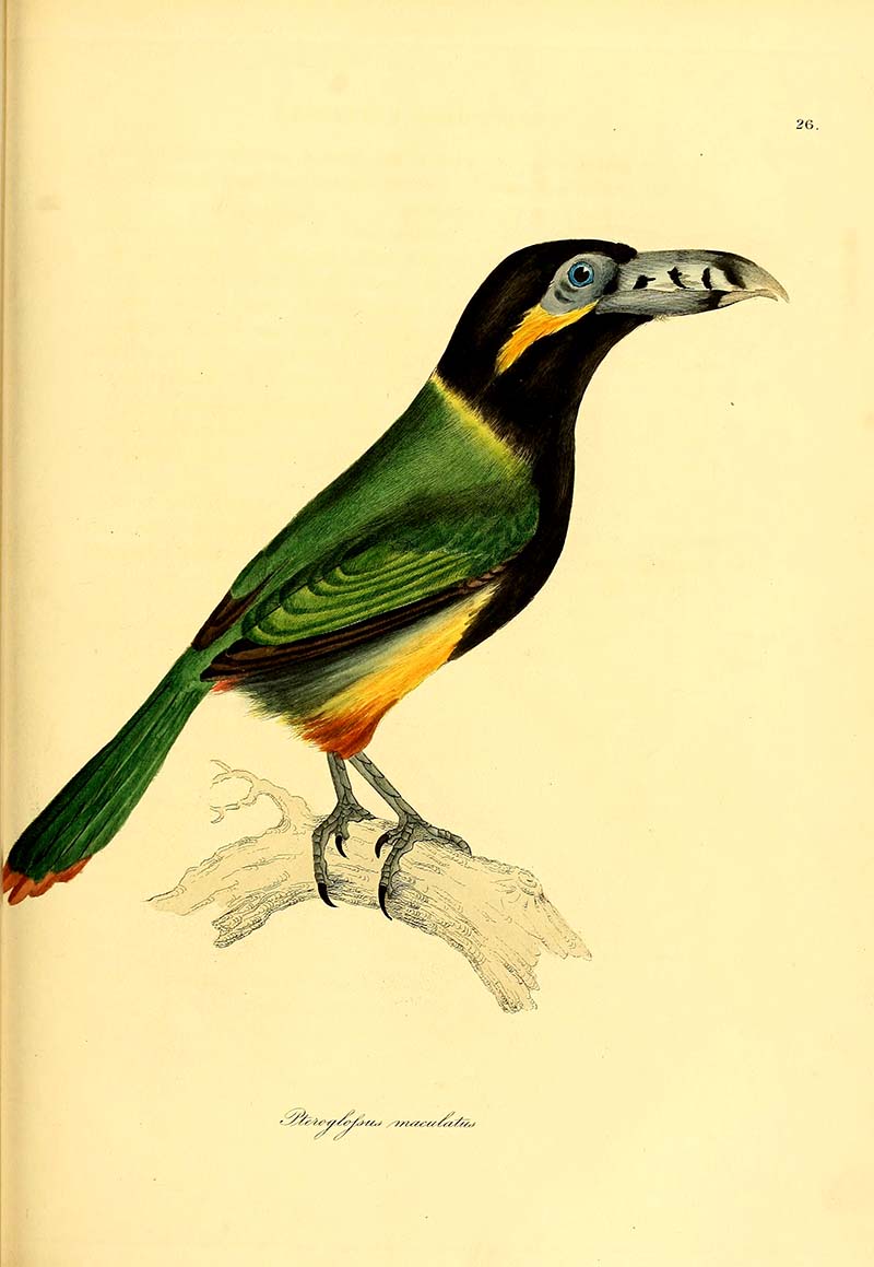 Spot Billed Toucan -1826 more toucan paintings available.
