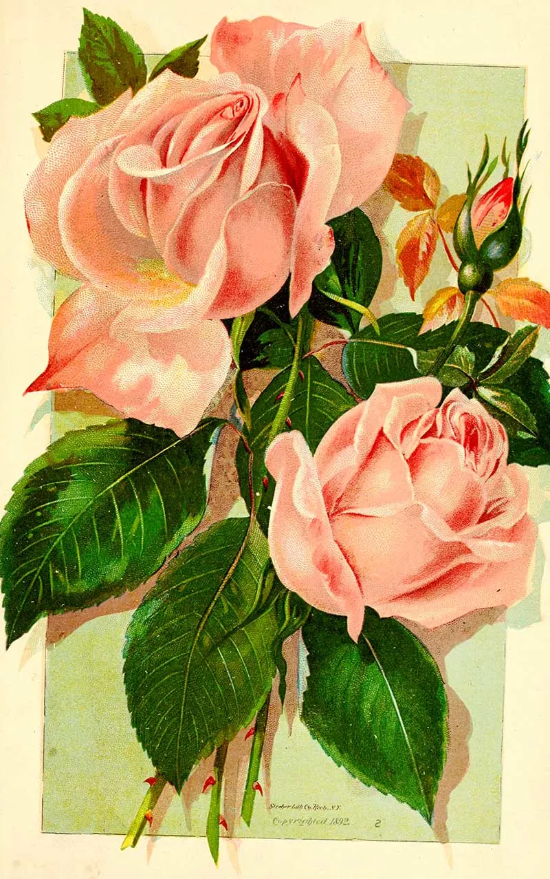 Tea Rose one of many lovely botanical rose prints free to download