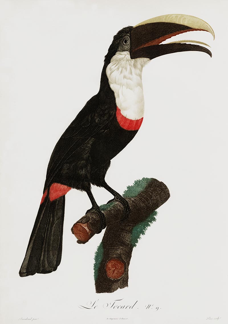 oco Toucan painting is from the book "Histoire Naturelle des Oiseaux de Paradis et Des Rolliers " ( Natural History of Birds of Paradise and Rollers) by Jacques Barraband 1806