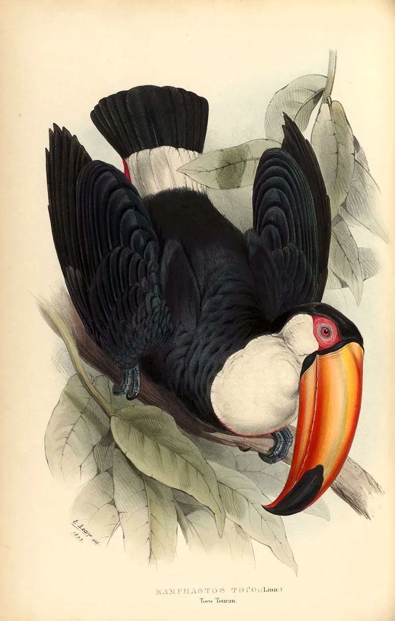 Toco Toucan from A monograph of the Ramphastidae: or family of toucans, 1834, by John Gould.  
