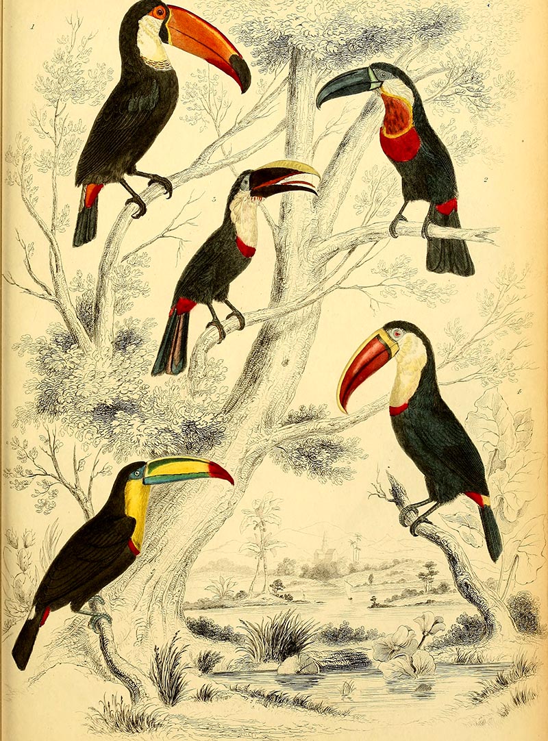 Toucans from the collection of free toucan paintings to download.