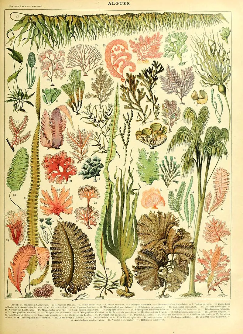 Algues Sea life poster