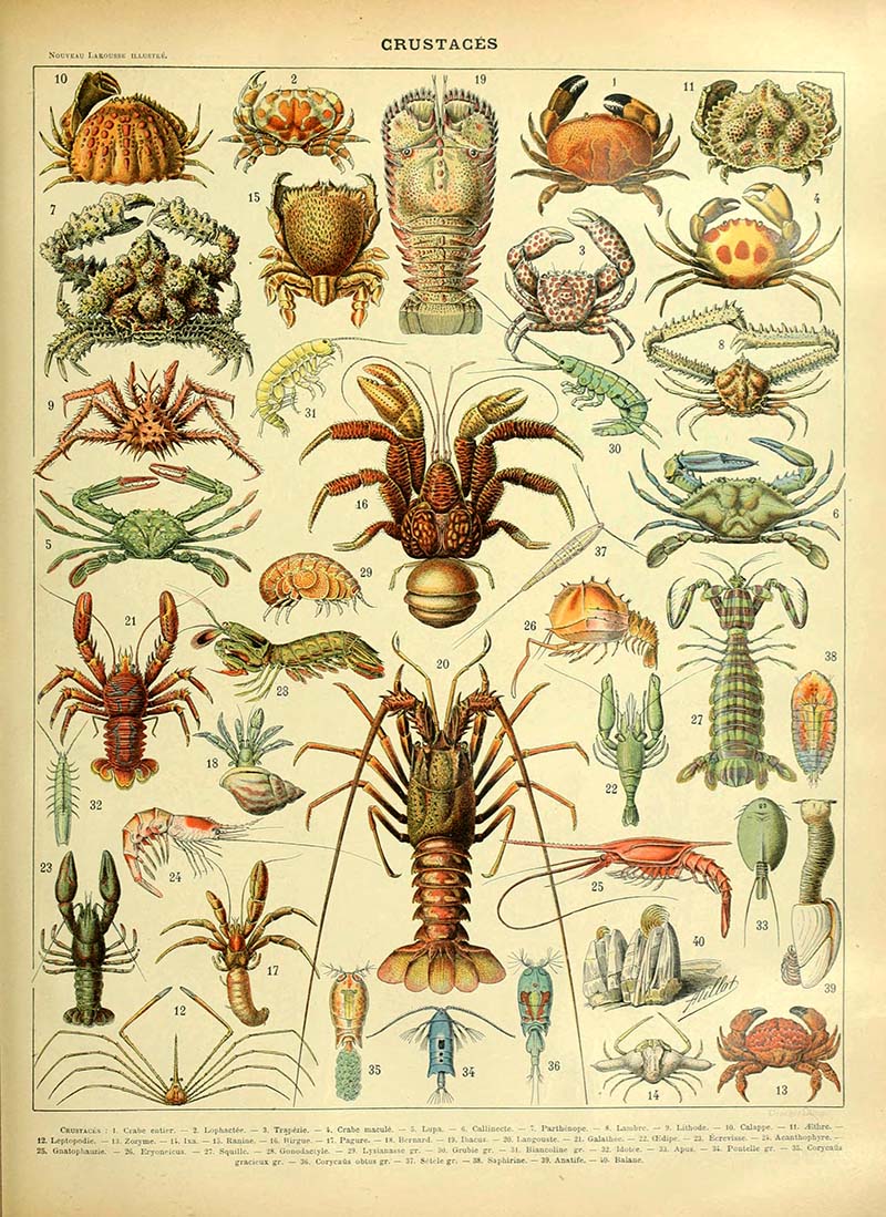 Crustaceans sea life poster