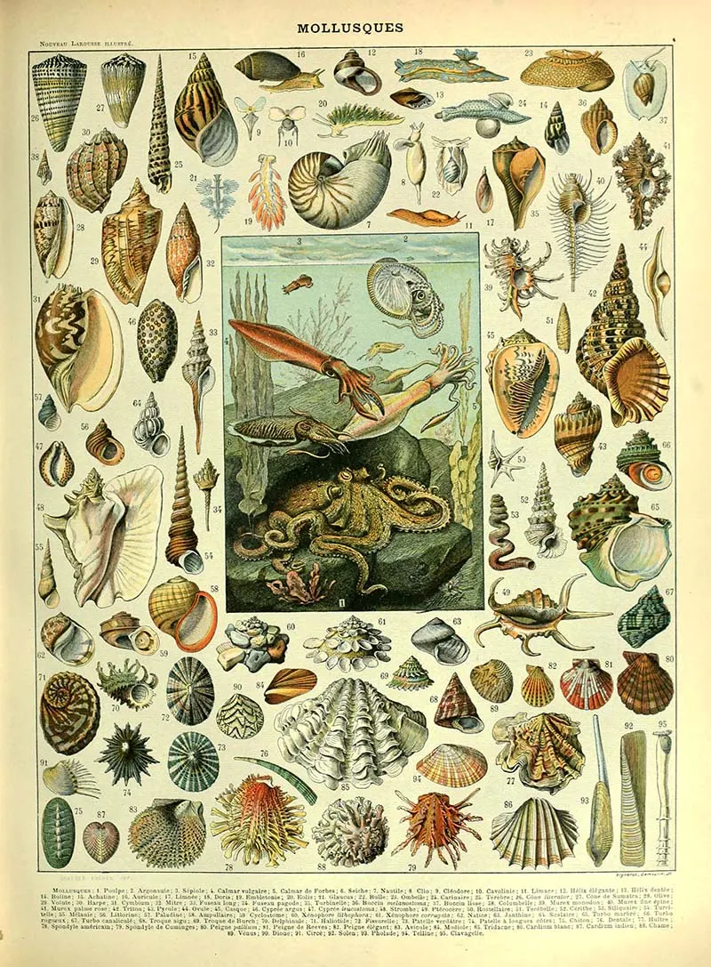 Molluscs Natural History sea life poster