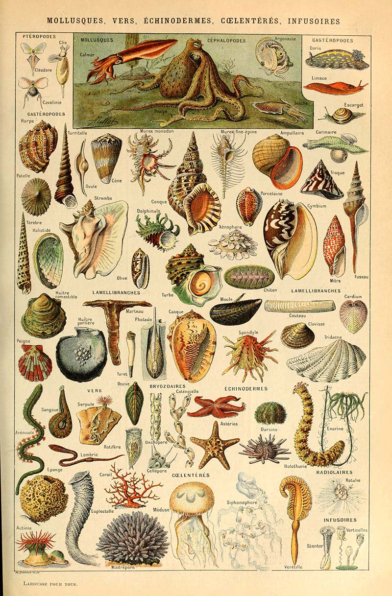 Adolphe_Millot_mollusques-vers echinodermes, coelenteres, infusoires