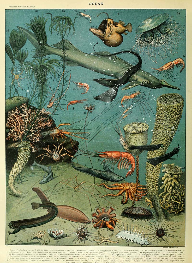 Ocean life poster