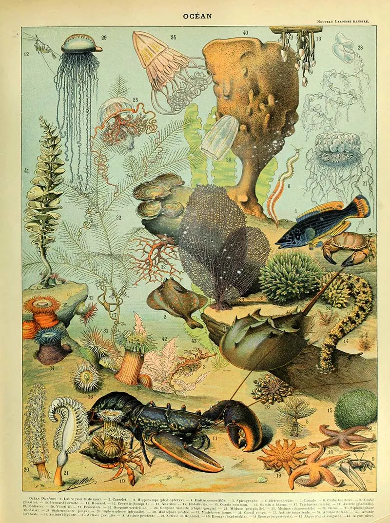 Marine life poster