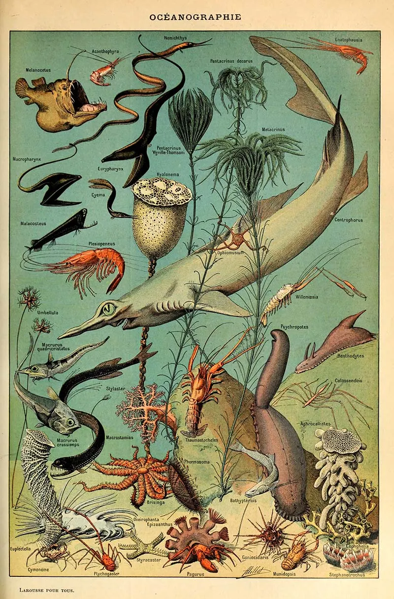 Sea life poster