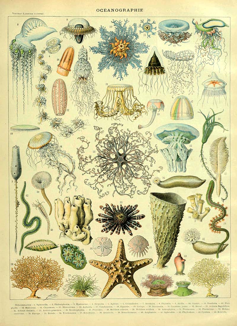 Oceanographie poster Adolphe Millot