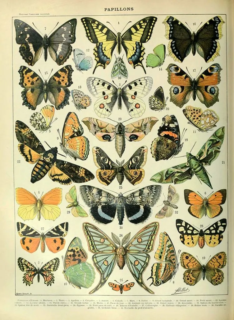 vintage butterfly images