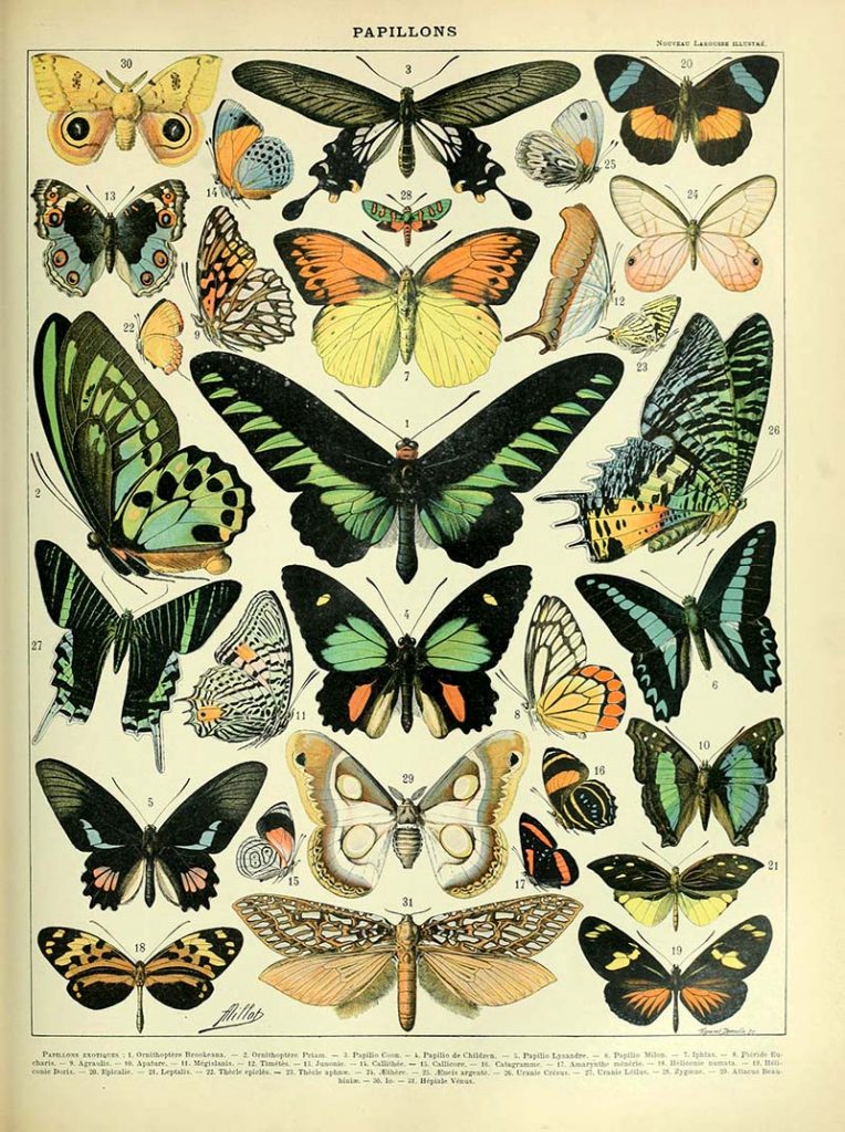 Natural History butterfly poster