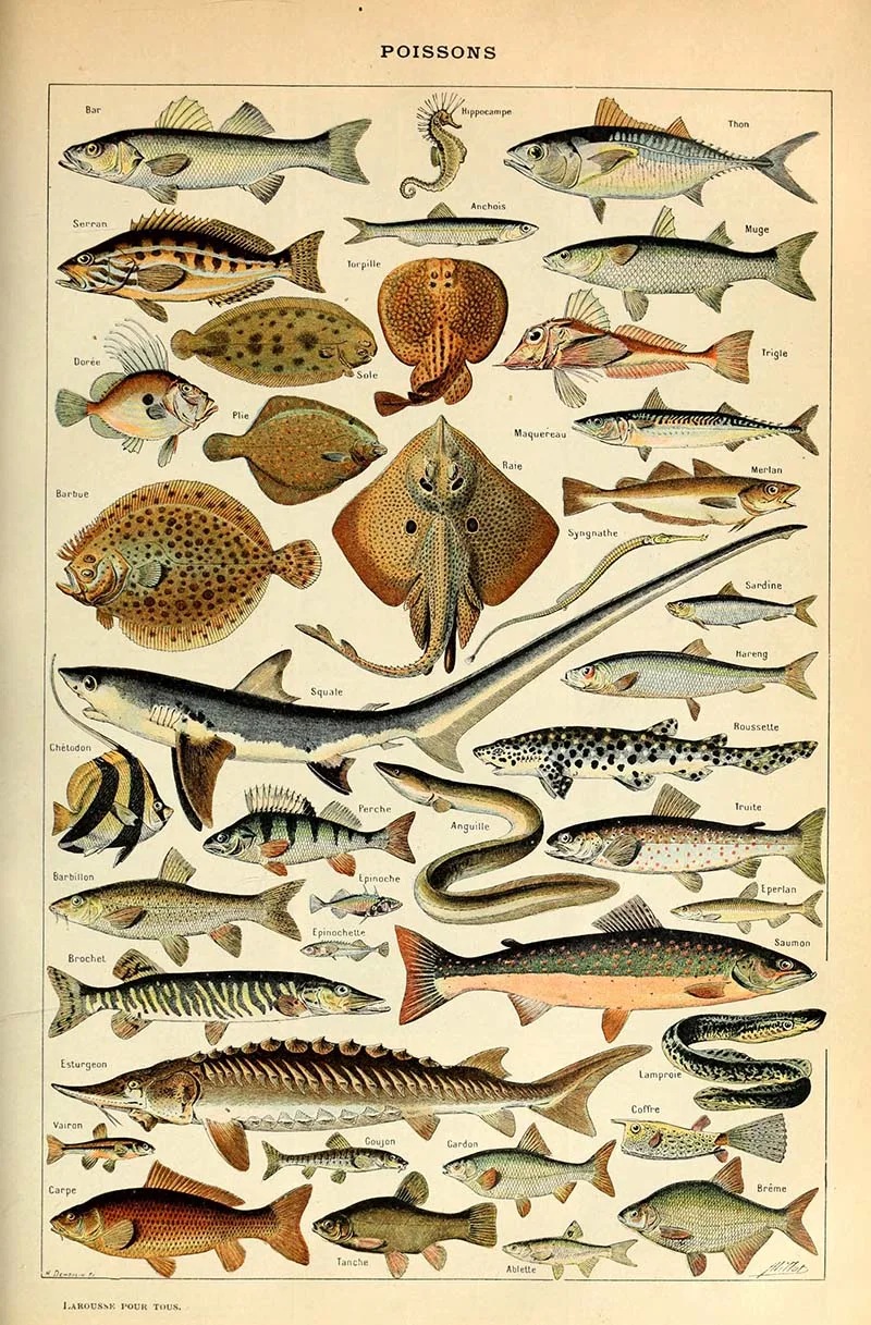 Fish identification print