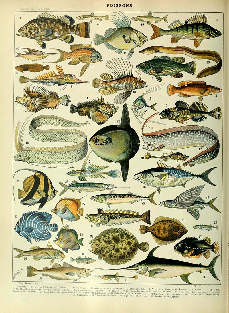 Fish identification marine life poster
