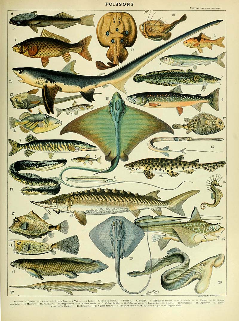 Poissons B marine life poster