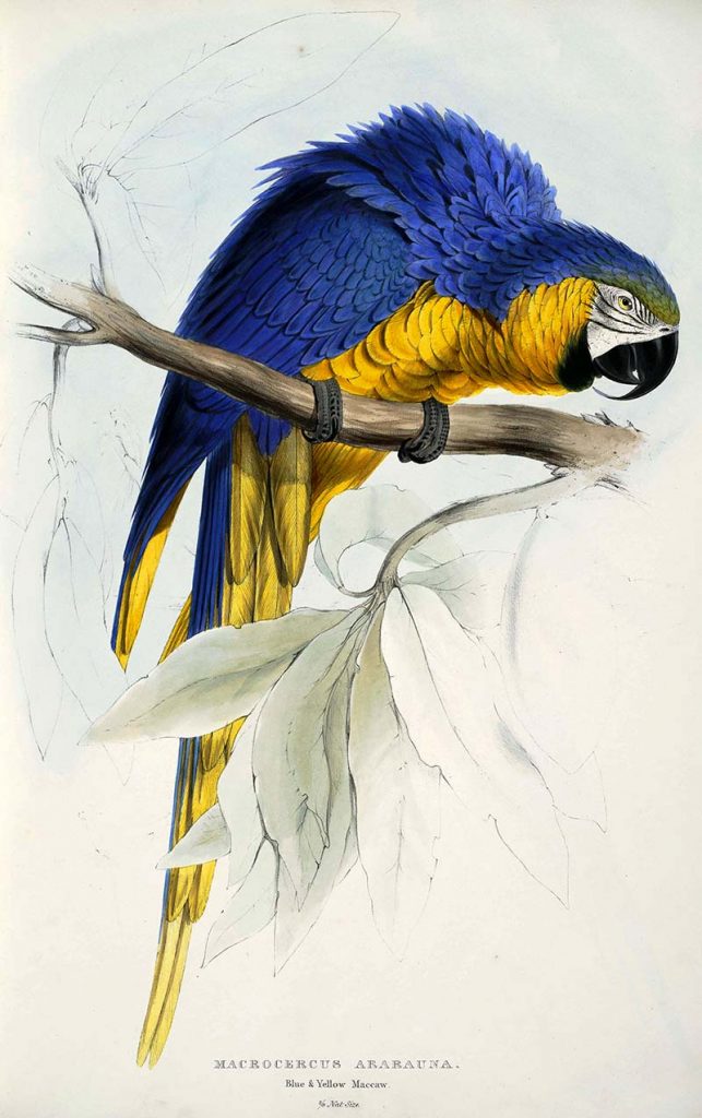 Blue and yellow Macaw free parrot paintings