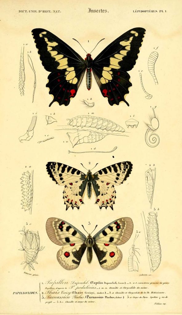 Butterfly plate 1.