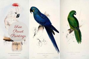 free parrot paintings