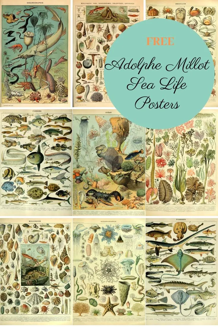 Sea life posters of Adolphe Millot