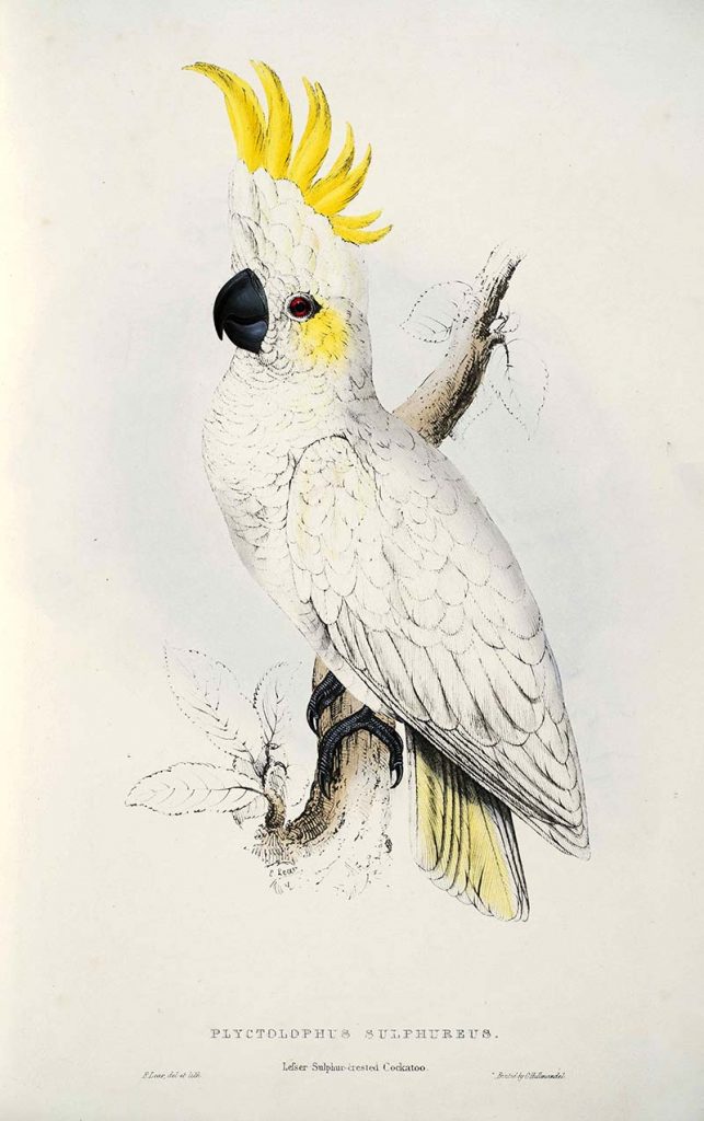Lesser Sulphur Crested Cockatoo.  Free parrot paintings